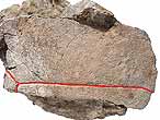 Plaque costale de tortue fossile du jurassique Boulonnais